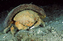 Sponge crab {Lauridromia dehaani} carries cocount shell Anilao Batangas Philippines