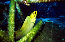 Green moray eel {Gymnothorax funebris} on ship wreck Cayman brac BWI Caribbean russian