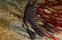 Zebra spadefish (batfish) juvenile {Platax batavianus} Lembeh strait Sulawesi