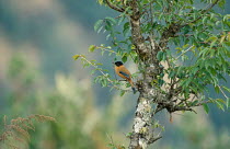 Black capped / Rufous sibia {Heterophasia capistrata} Nepal Phulchowki Hill Kathmandu V