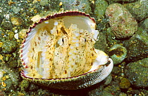 Octopus {Octopus aegina} using seashell for cover. Anilao Batangas Philippines ocellate