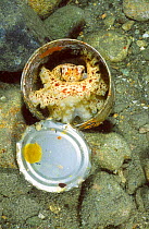 Octopus {Octopus aegina} using tin can for cover. Anilao Batangas Philippines ocellate