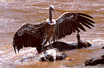 Ruppells griffon vulture on Wildebeest drowned in river Mara river Masai Mara Kenya {Gyps