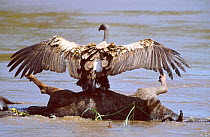 Ruppells griffon vulture on Wildebeest drowned in river Mara river Masai Mara Kenya {Gyps