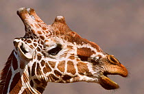 Reticulated giraffe portrait {Giraffa camelopardalis reticulata} Samburu NR Kenya