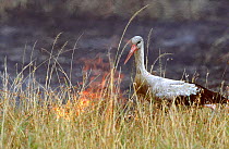 White stork {Ciconia ciconia} hunts for insects in grass during bush fire. Masai Kenya