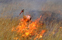 White stork {Ciconia ciconia} hunts for insects in grass during bush fire. Masai Kenya