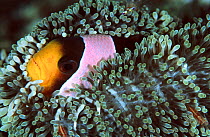 Spine cheeked anemonefish living in Haddons sea anemone. Sulawesi Indonesia {Amphiprion