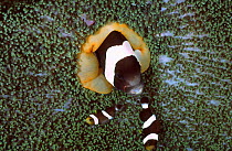 Black melanistic Spine cheeked anemonefish living in Haddons sea anemone. Sulawesi Indonesia