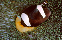 Black melanistic Spine cheeked anemonefish living in Haddons sea anemone. Sulawesi Indonesia