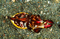 Pfeffers flamboyant cuttlefish {Metasepia pfefferi} Lembeh strait Sulawesi Indonesia