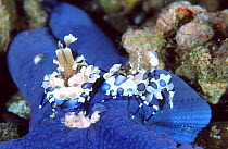 Harlequin shrimps {Hymenocera elegans} feed on starfish {Linckia laevigata} Philippines