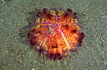 Toxic sea urchin {Asthenosoma varium} with commensal Coleman shrimps. Batangas Philippines