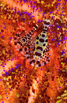 Commensal Coleman shrimp {Periclimenes colemani} on Toxic sea urchin. Philippines