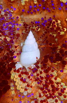 Parasitic snail {Leutzenia asthenosomae} on toxic Sea urchin {Asthenosoma varium}