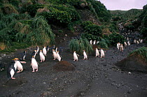 Royal penguin colony {Eudyptes schlegeli} Sandy Bay Macquarie Island, Tasmania