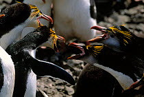 Nest site dispute for Royal penguins {Eudyptes schlegeli} Macquarie Island, Tasmania,