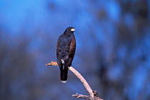 Harris hawk perched {Parabuteo unicinctus} Tucson Arizona USA