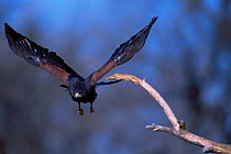 Harris hawk taking off {Parabuteo unicinctus} Tucson Arizona USA Tucson
