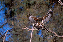 Harris hawk landing {Parabuteo unicinctus} Tucson Arizona USA