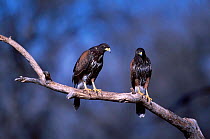 Harris hawk pair {Parabuteo unicinctus} Tucson Arizona USA