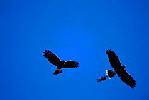 Harris hawk pair flying with nesting material {Parabuteo unicinctus} Arizona USA Tucson