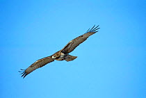 Red tailed hawk juvenile flying {Buteo jamaicensis} Tucson Arizona USA