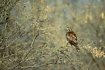 Red tailed hawk juvenile perched {Buteo jamaicensis} Tucson Arizona USA