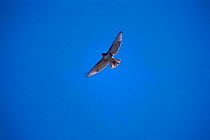 Red tailed hawk juvenile flying {Buteo jamaicensis} Tucson Arizona USA