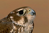 Prairie falcon {Falco mexicanus} C Arizona USA at banding station Sulphur springs