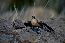 Coopers hawk with prey {Accipiter cooperii} Arizona USA Chiricahua mtns