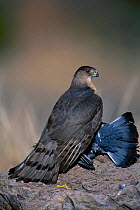 Coopers hawk with prey {Accipiter cooperii} Arizona USA Chiricahua mtns