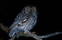 Western screech owl {Otus kennicotti} Tucson Arizona USA