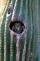 Ferruginous pygmy owl in cactus nest hole {Glaucidium brasilianum} Arizona USA