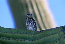 Ferruginous pygmy owl juvenile perched on cactus {Glaucidium brasilianum} Arizona USA