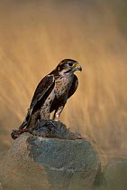 Prairie falcon with prey {Falco mexicanus} C Tucson Arizona US