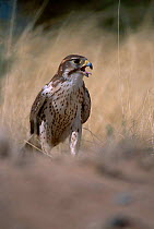 Prairie falcon calling {Falco mexicanus} C Tucson Arizona US