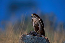 Prairie falcon with prey {Falco mexicanus} C Tucson Arizona US