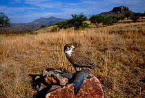 Prairie falcon with mourning dove prey {Falco mexicanus} captive Arizona USA