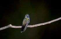 Blue throated hummingbird male {Lampornis clemenciae} Arizona USA Chiricahua mtns