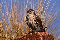 Prairie falcon with quail prey {Falco mexicanus} C Arizona USA gambels quail San rafael