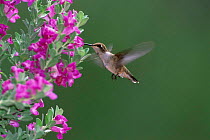 Black chinned hummingbird female at flowers {Archilochus alexandri} Arizona USA green