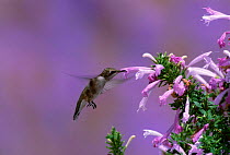 Black chinned hummingbird female at flowers {Abchilochus alexandri} Arizona USA green