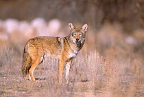 Coyote {Canis latrans} Tucson Arizona USA