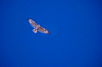 Ferruginous hawk flying {Buteo regalis} Arizona USA sulphur springs valley
