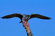Prairie falcon held at Banding station {Falco mexicanus} Arizona USA sulphur springs