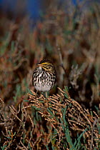 Savannah sparrow (Beldings race) {Passerculus sandwichensis} California USA