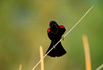 Red winged blackbird male singing {Agelaius phoeniceus} Tucson Arizona USA