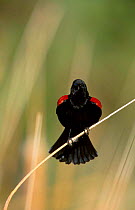 Red winged blackbird male singing {Agelaius phoeniceus} Tucson Arizona USA