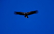 Californian condor flying {Gymnogyps californianus} Hopper mtn NWR CA USA California